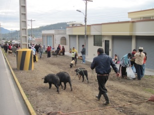 ein Bauer auf dem Weg zum Markt in Otavalo