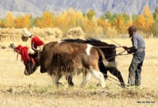 Tibetischer Bauer pflügt sein Feld um