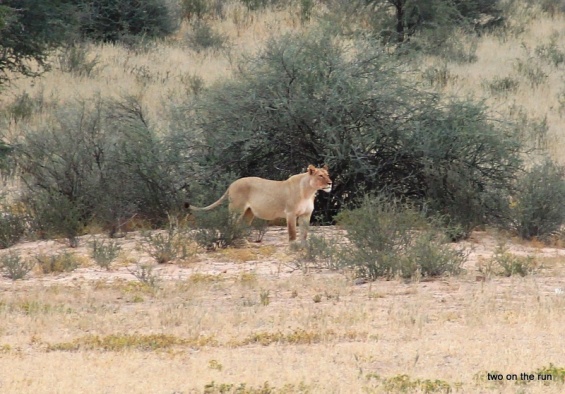 Im Kgalagadi Transfrontier Park - Die Löwen